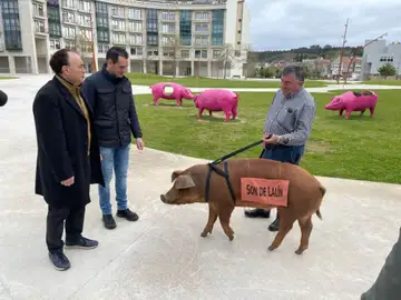 El cerdo de Lalín 