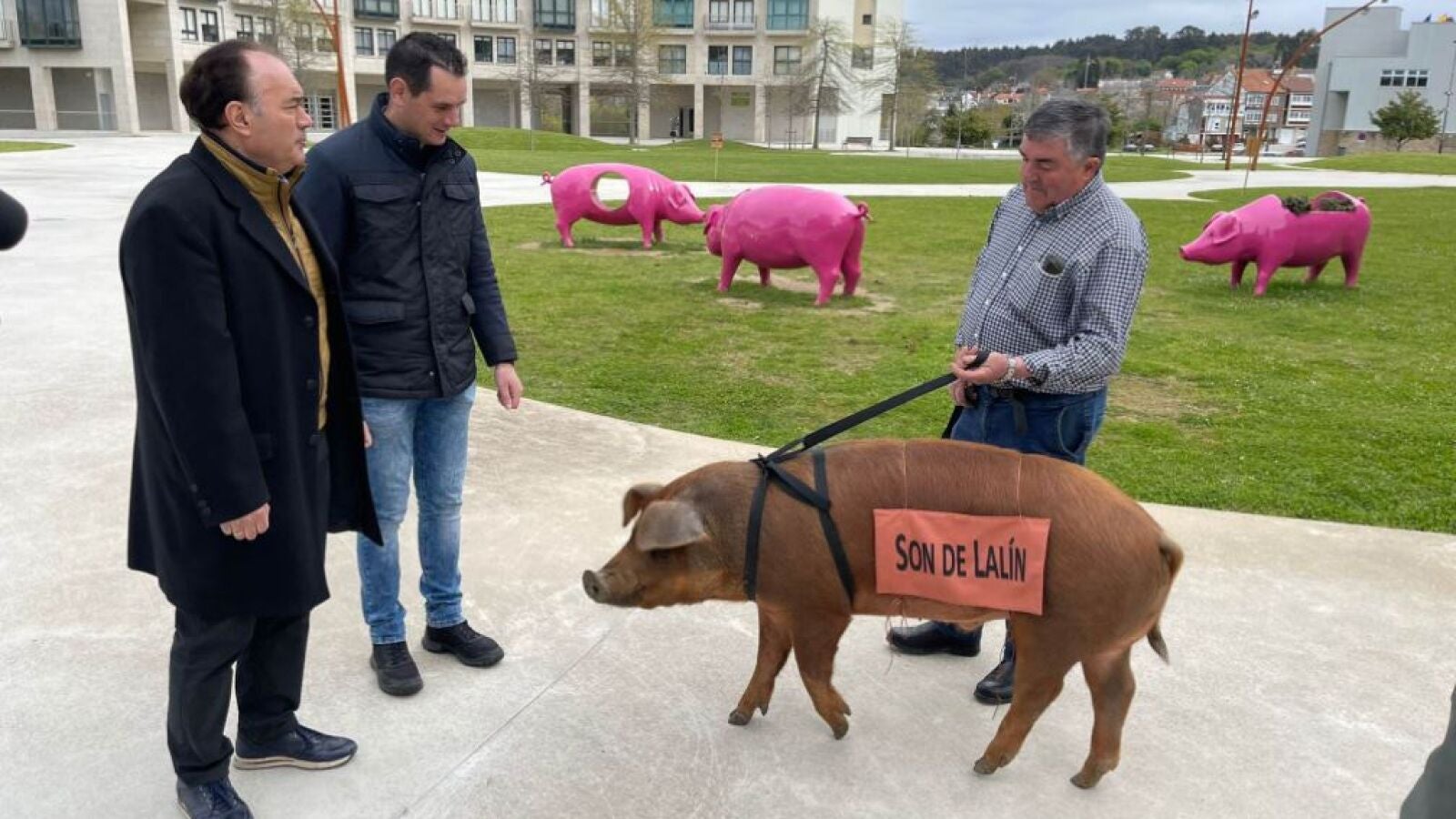 Keitano, el cerdo que pasea a sus anchas por Lalín y será el protagonista del desfile del Cocido