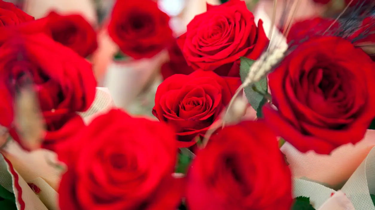 &iquest;Qu&eacute; significa la rosa de Sant Jordi?