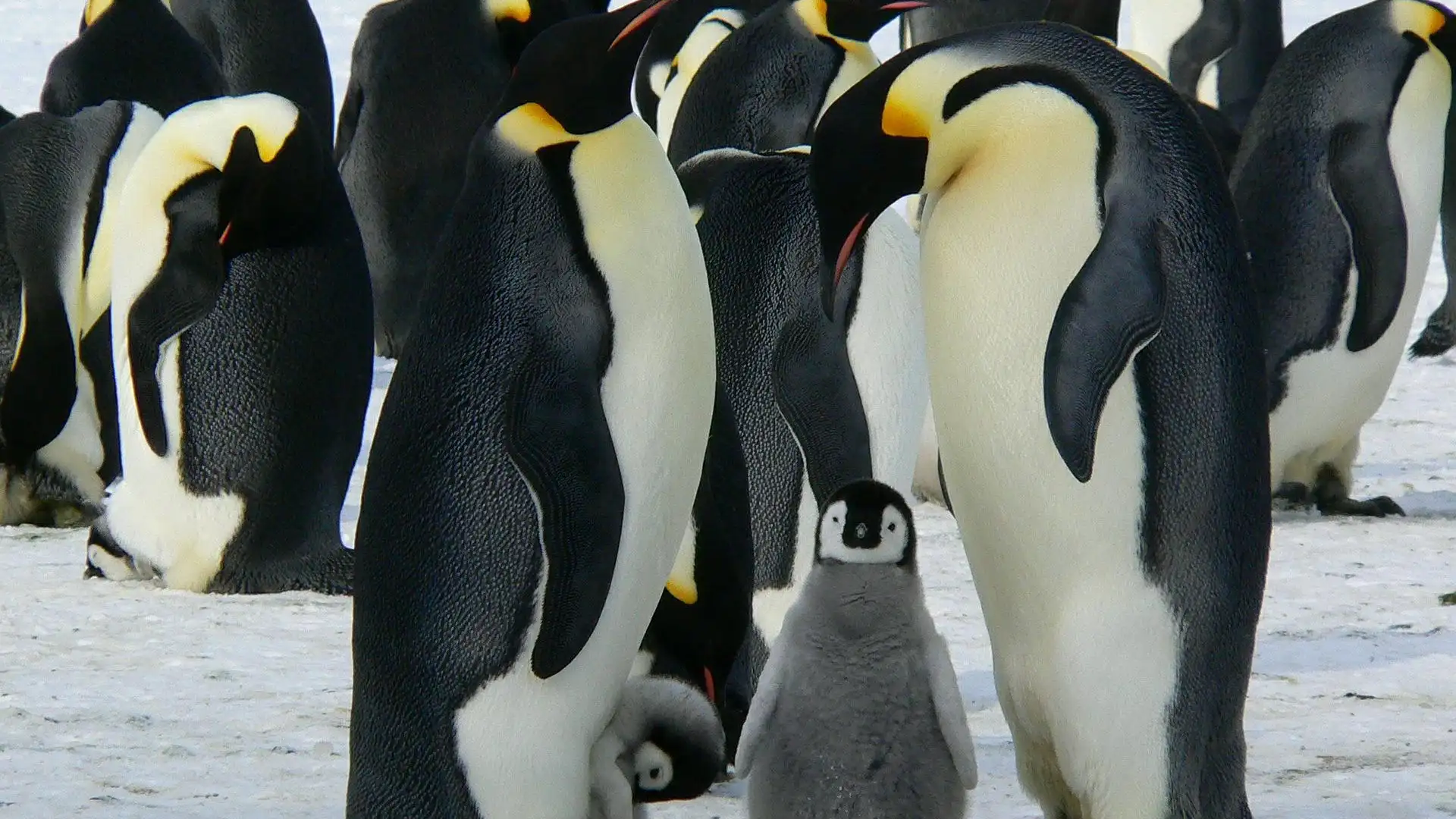 Pingüinos Pingüinos