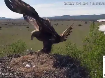 El impresionante vídeo del momento en que un águila real se lleva a dos crías de cigüeña