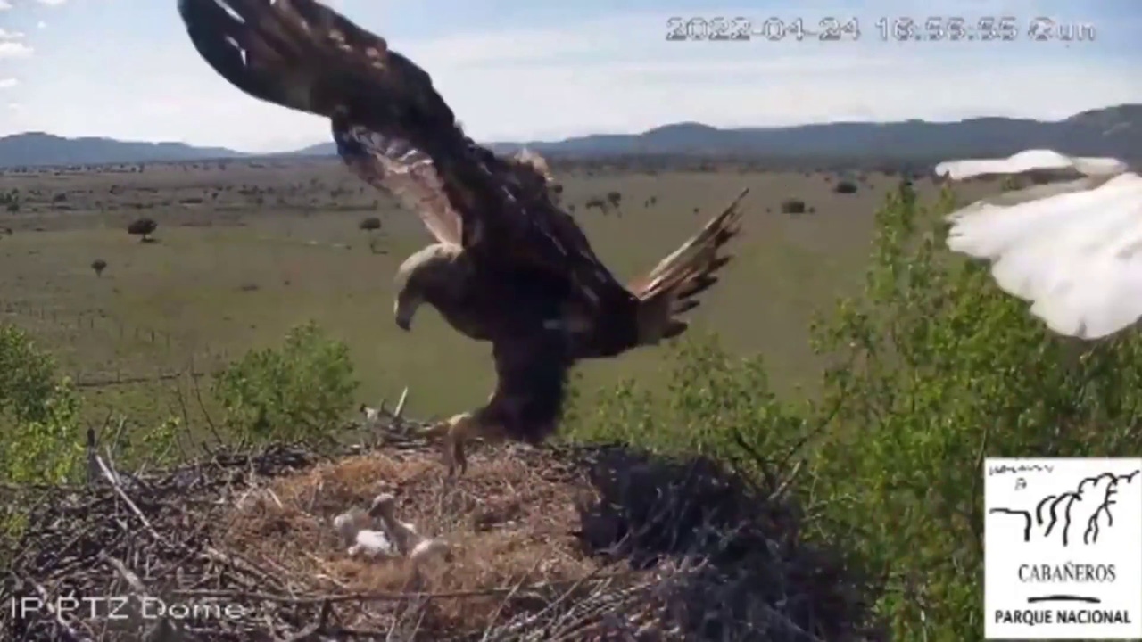 El impresionante vídeo del momento en que un águila real se lleva a dos  crías de cigüeña
