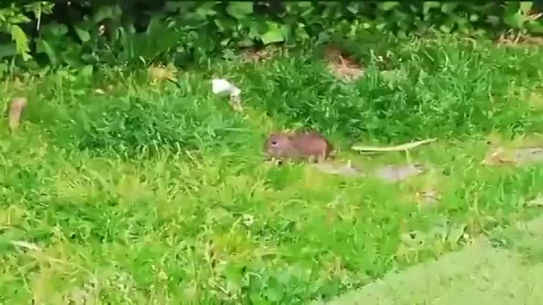 Plaga de ratas en un parque infantil de Pontevedra