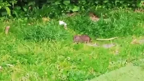 Plaga de ratas en un parque infantil de Pontevedra Los niños de un barrio de Pontevedra ponen nombre a las ratas que se pasean por el parque infantil