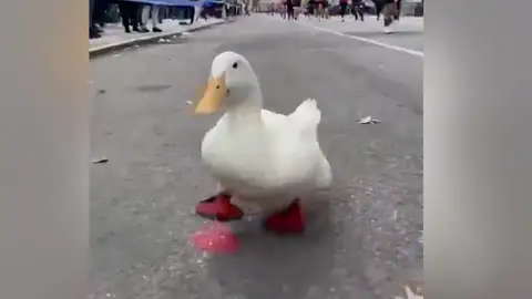 Pato 'Arrugas', el pato runner que asombra al mundo y que ya ha completado una maratón infantil