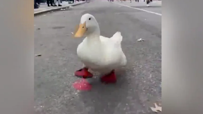 Pato 'Arrugas', el pato runner que asombra al mundo y que ya ha completado una maratón infantil