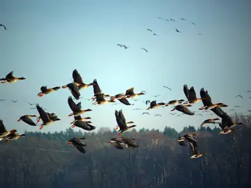 Aves Migratorias Aves Migratorias