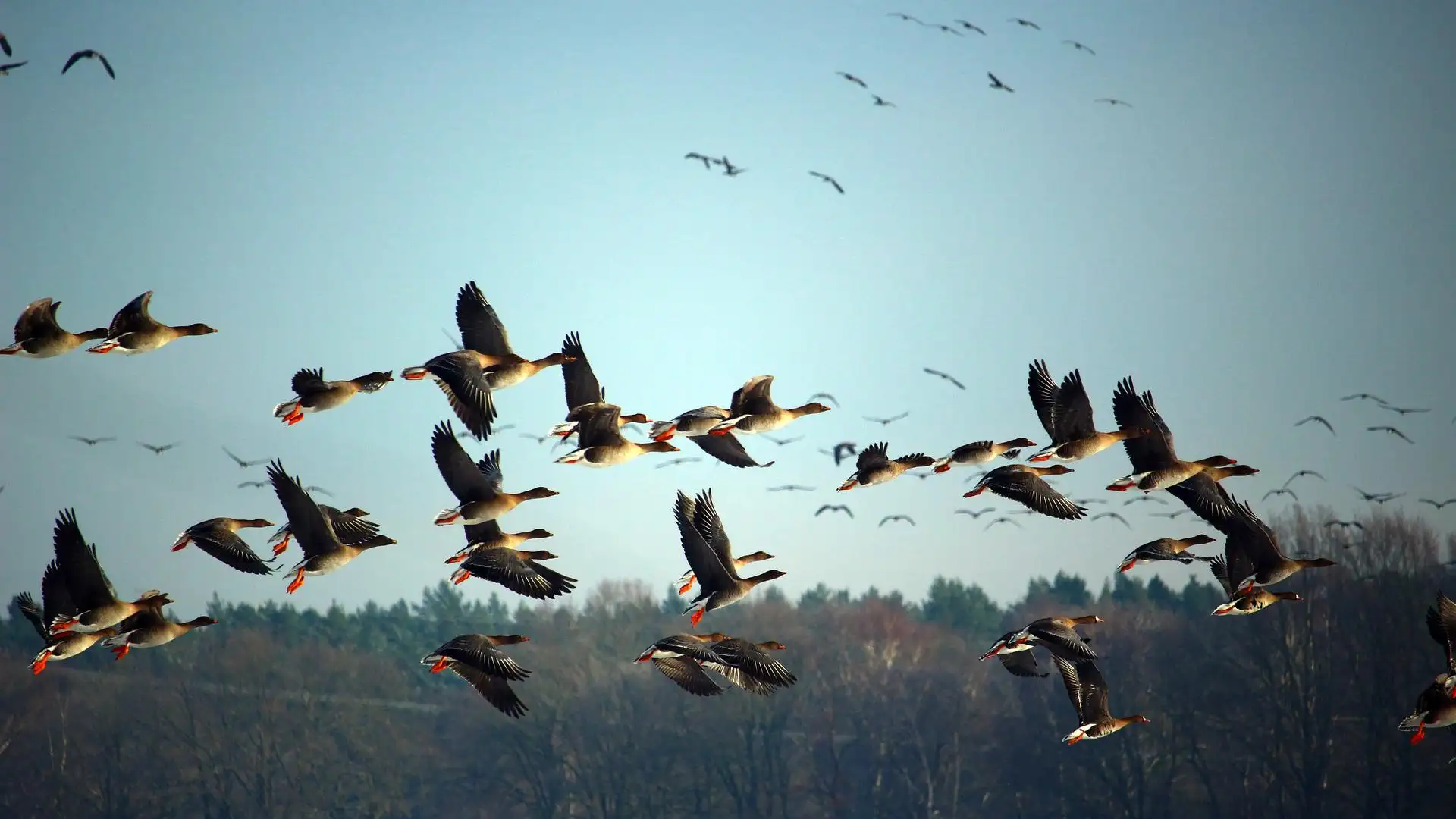 Aves Migratorias Aves Migratorias