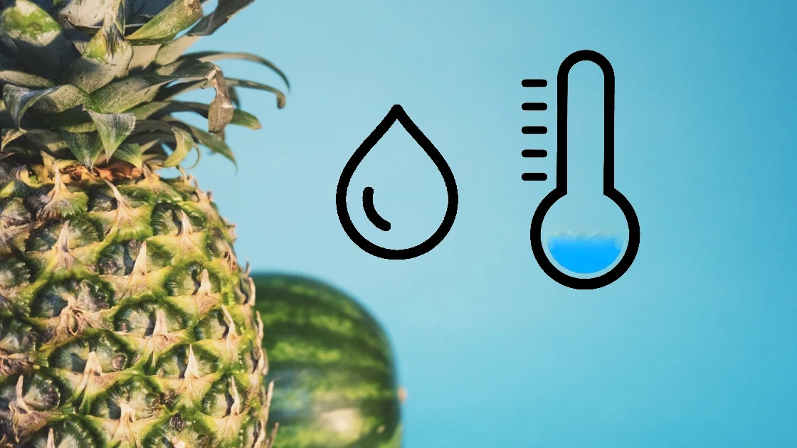 Mundo Brasero: Alimentos que dar calor y frío al cuerpo Mundo Brasero: Alimentos que dar calor y frío al cuerpo