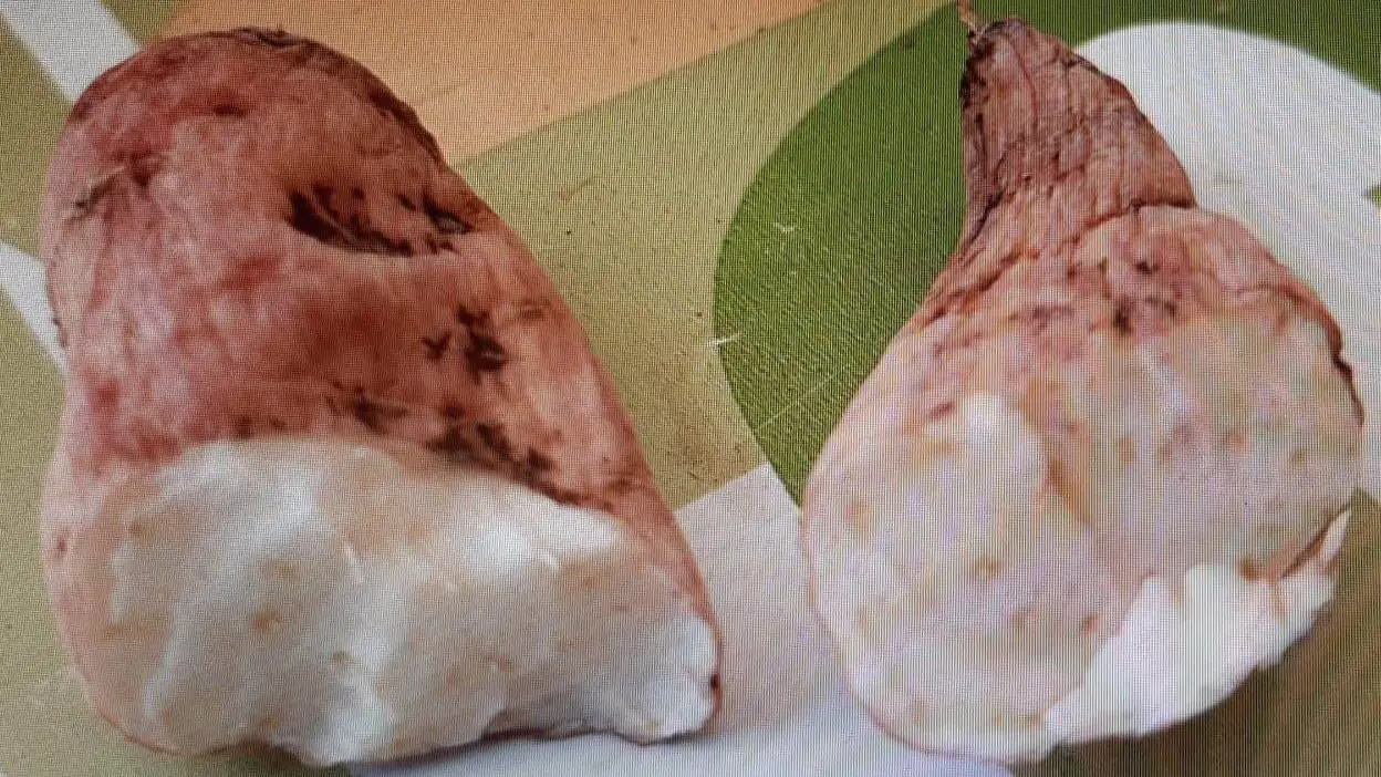 'Nabo del diablo' 'Nabo del diablo'
