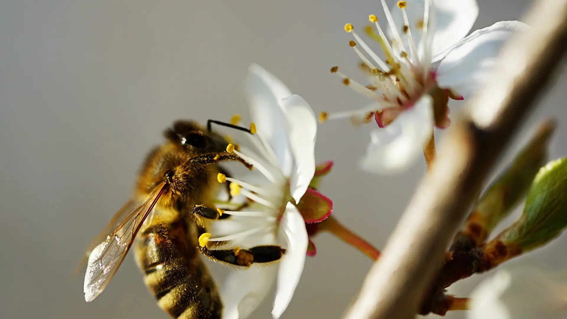 D&iacute;a Mundial de las Abejas 2022: &iquest;C&oacute;mo ahuyentarlas de forma sostenible?