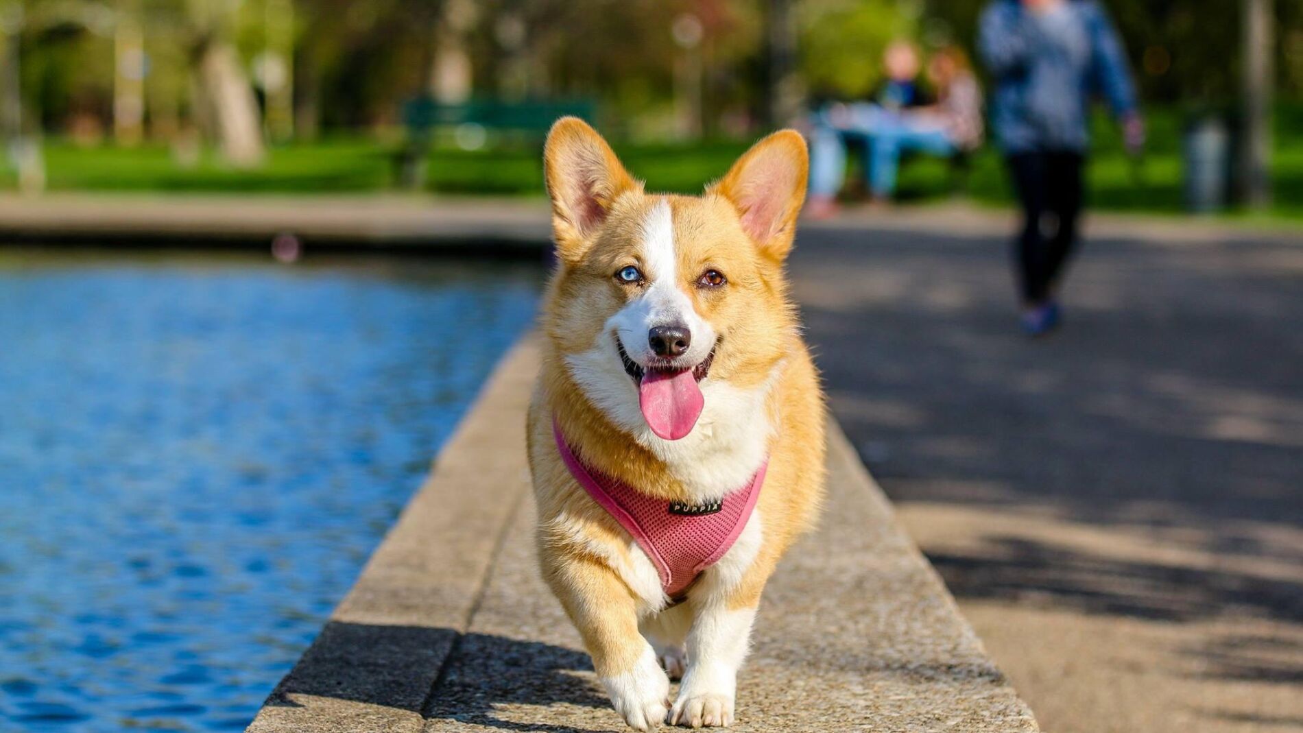 3-cosas-muy-peligrosas-que-jam-s-debes-hacer-con-tu-perro