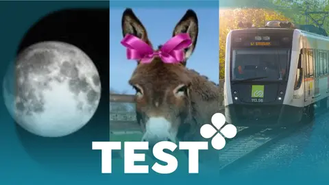 Test: ¿Por qué decimos que dura más que el parto de una burra? Test: ¿Por qué decimos que dura más que el parto de una burra?