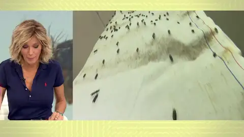 Mosca negra. Mosca negra.