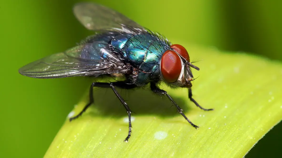 Imagen de una mosca Imagen de una mosca