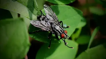 Imagen de archivo de una mosca negra