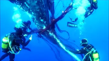 Liberan en Mallorca a una ballena atrapada en redes de pesca Liberan en Mallorca a una ballena atrapada en redes de pesca