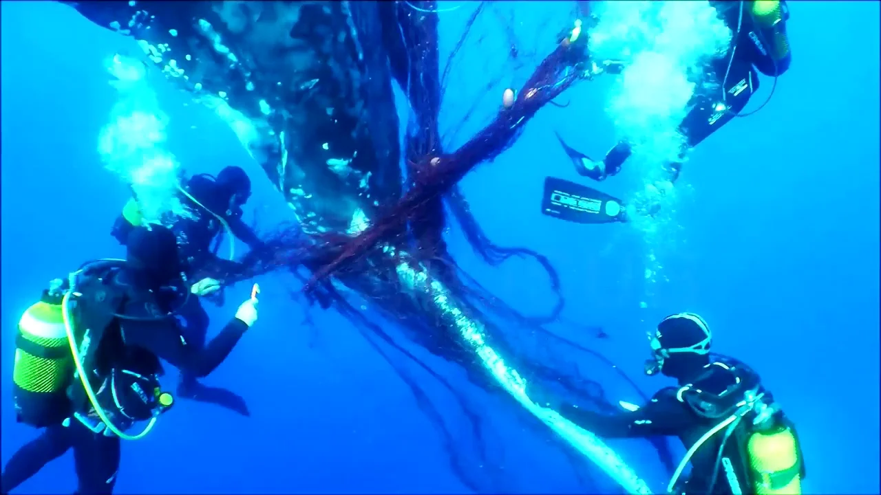 Liberan en Mallorca a una ballena atrapada en redes de pesca Liberan en Mallorca a una ballena atrapada en redes de pesca