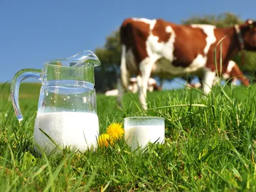 ¿Quién fabrica la leche de Día, Lidl, Mercadona, Alcampo o Carrefour? ¿Quién fabrica la leche de Día, Lidl, Mercadona, Alcampo o Carrefour?