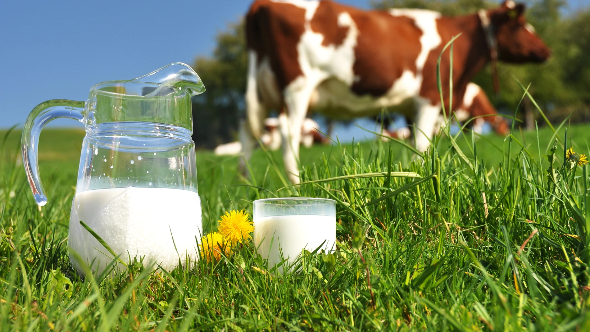 ¿Quién fabrica la leche de Día, Lidl, Mercadona, Alcampo o Carrefour?