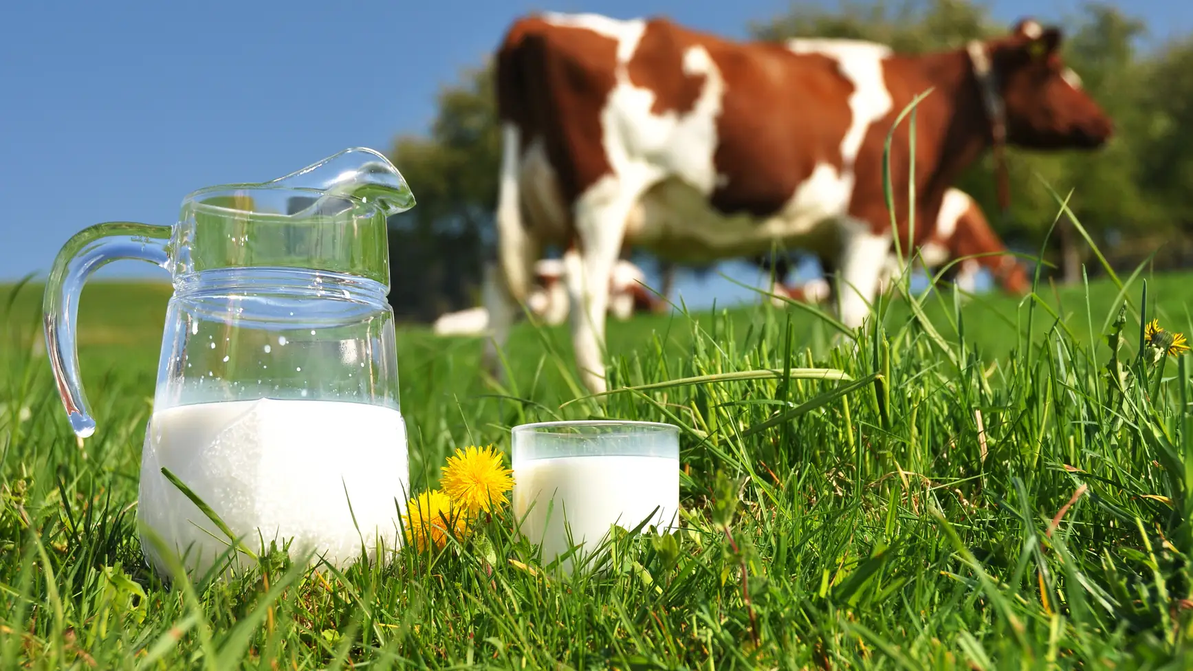 ¿Quién fabrica la leche de Día, Lidl, Mercadona, Alcampo o Carrefour? Día Mundial de la leche
