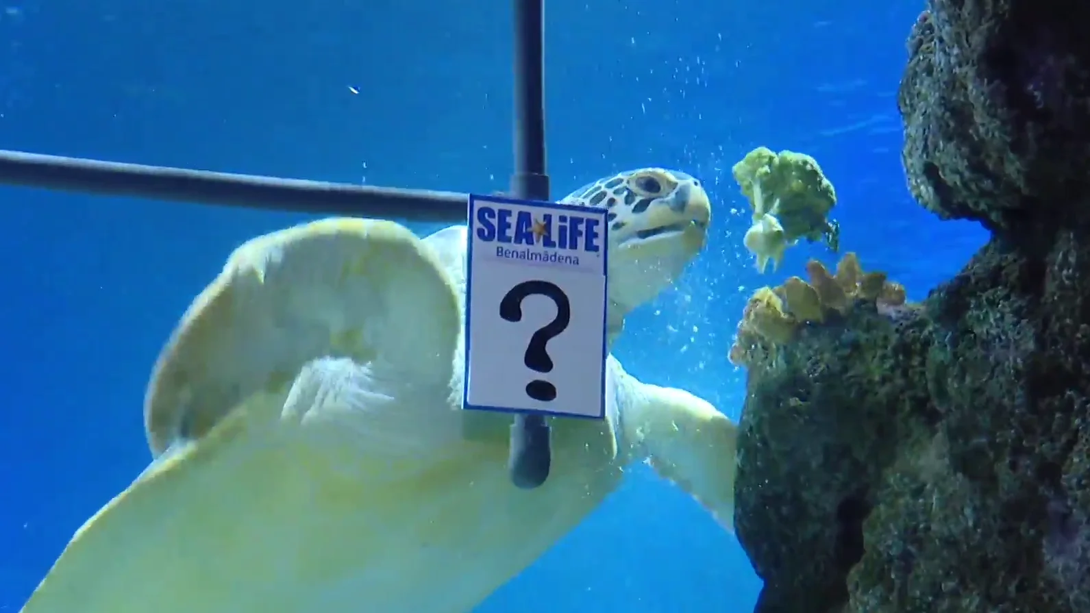La tortuga 'Yellow' en accion