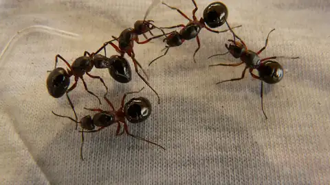 Hormigas Hormigas