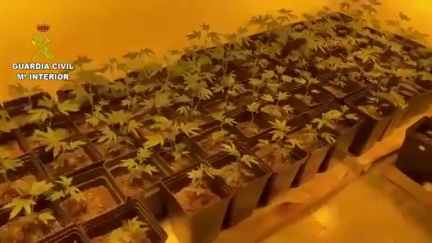 Hallan el cad&aacute;ver de un vecino de A Coru&ntilde;a en su vivienda y sale a la luz una plantaci&oacute;n de marihuana