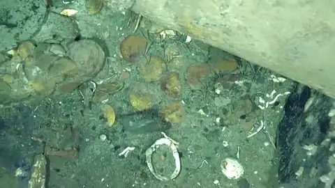 El tesoro del galeón 'San José' El tesoro del galeón 'San José'