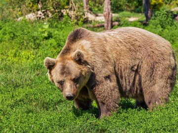 Un oso atemoriza a los habitantes de Caloca, en Cantabria