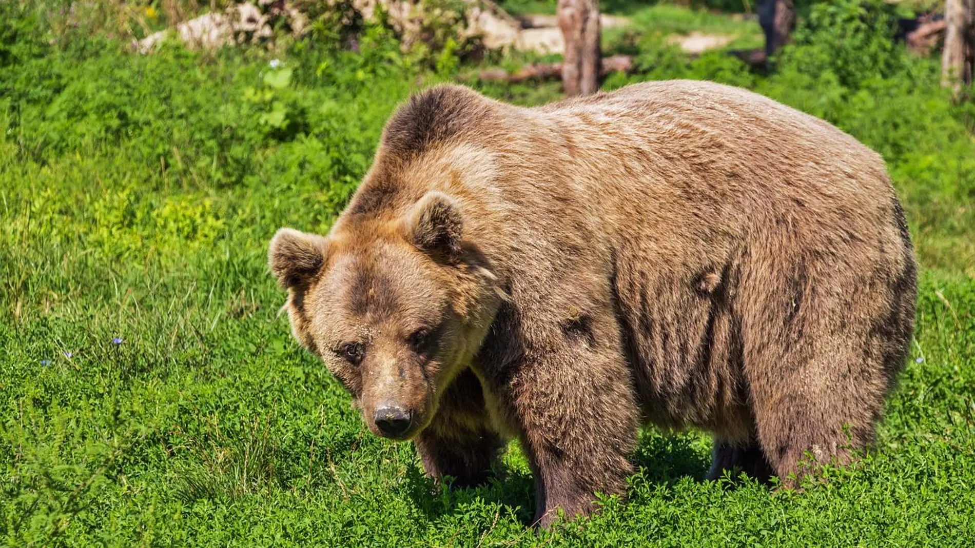 Un oso atemoriza a los habitantes de Caloca, en Cantabria