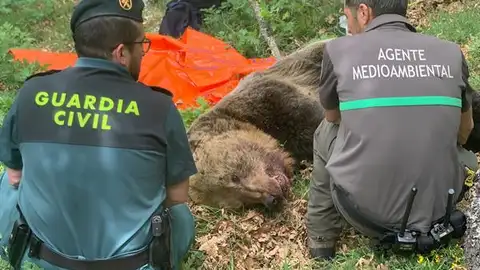 El cuerpo del oso pardo fallecido en la montaña de Palencia El cuerpo del oso pardo fallecido en la montaña de Palencia