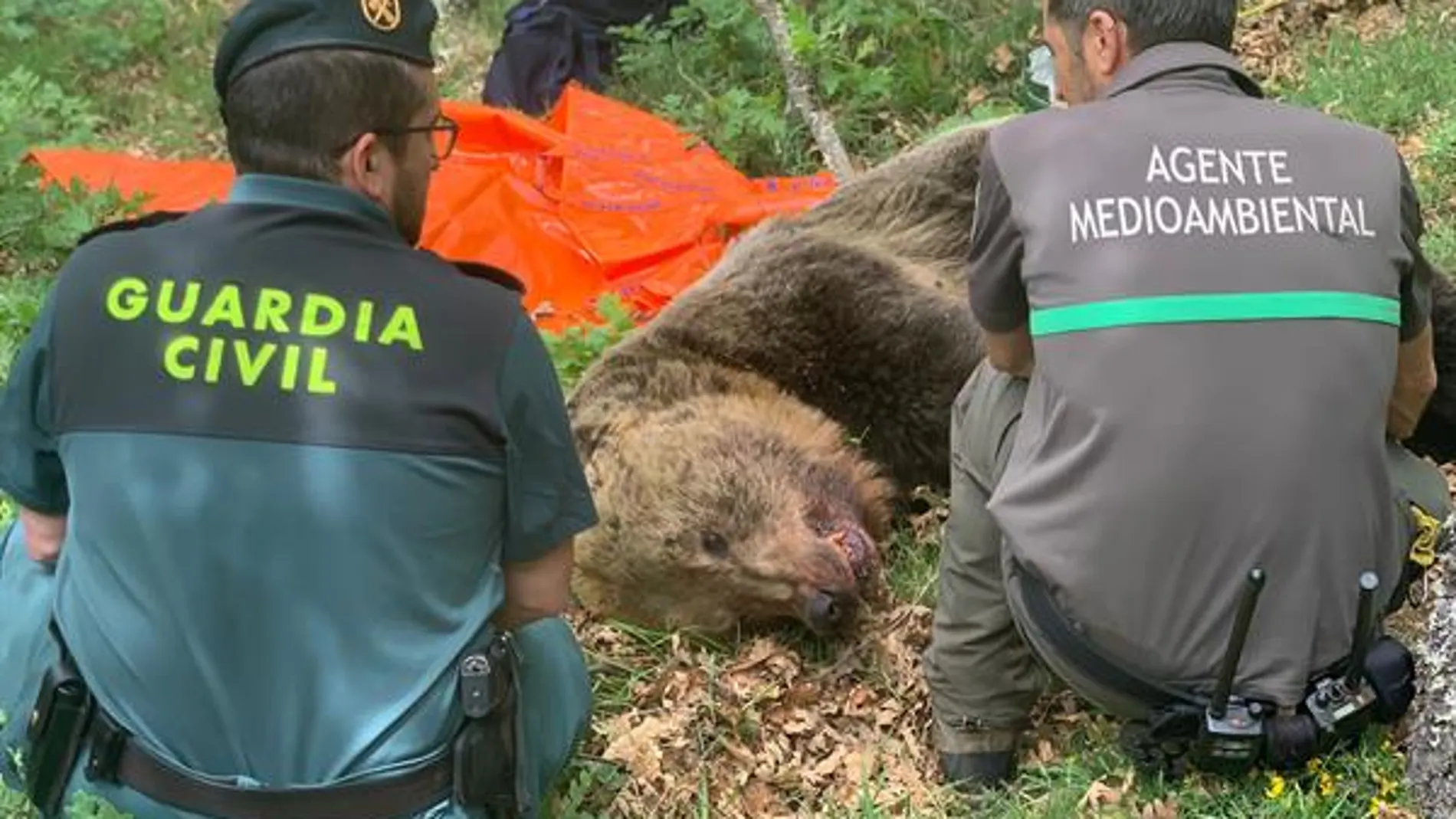 El cuerpo del oso pardo fallecido en la montaña de Palencia