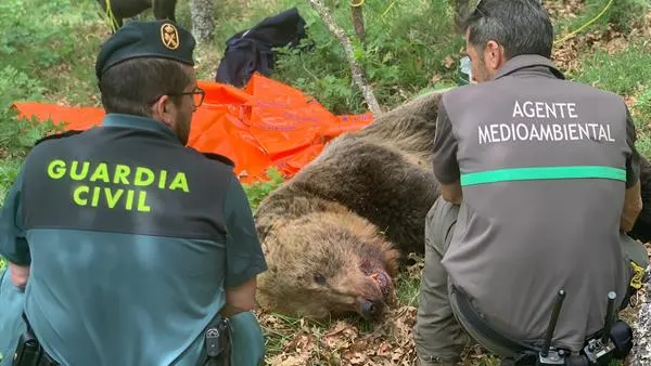 El cuerpo del oso pardo fallecido en la montaña de Palencia El cuerpo del oso pardo fallecido en la montaña de Palencia