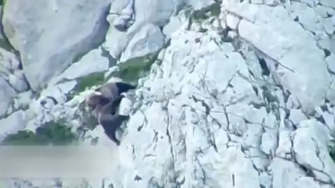 Pelea osos en Montaña Palentina Pelea osos en Montaña Palentina