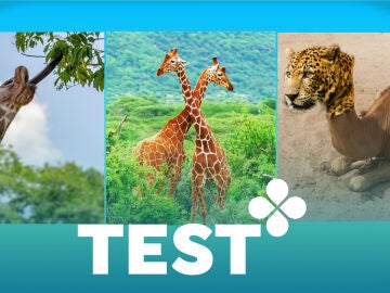 Test: ¿Cuál es el origen del cuello largo y fuerte de las jirafas?