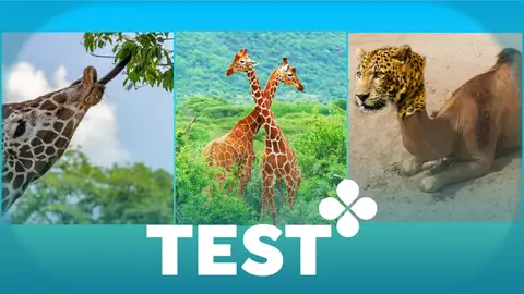 Test: ¿Cuál es el origen del cuello largo y fuerte de las jirafas? Test: ¿Cuál es el origen del cuello largo y fuerte de las jirafas?