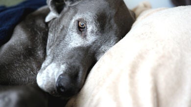 Cómo saber si mi mascota está sufriendo en el final de su vida