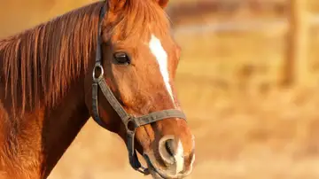 Imagen de archivo de un caballo