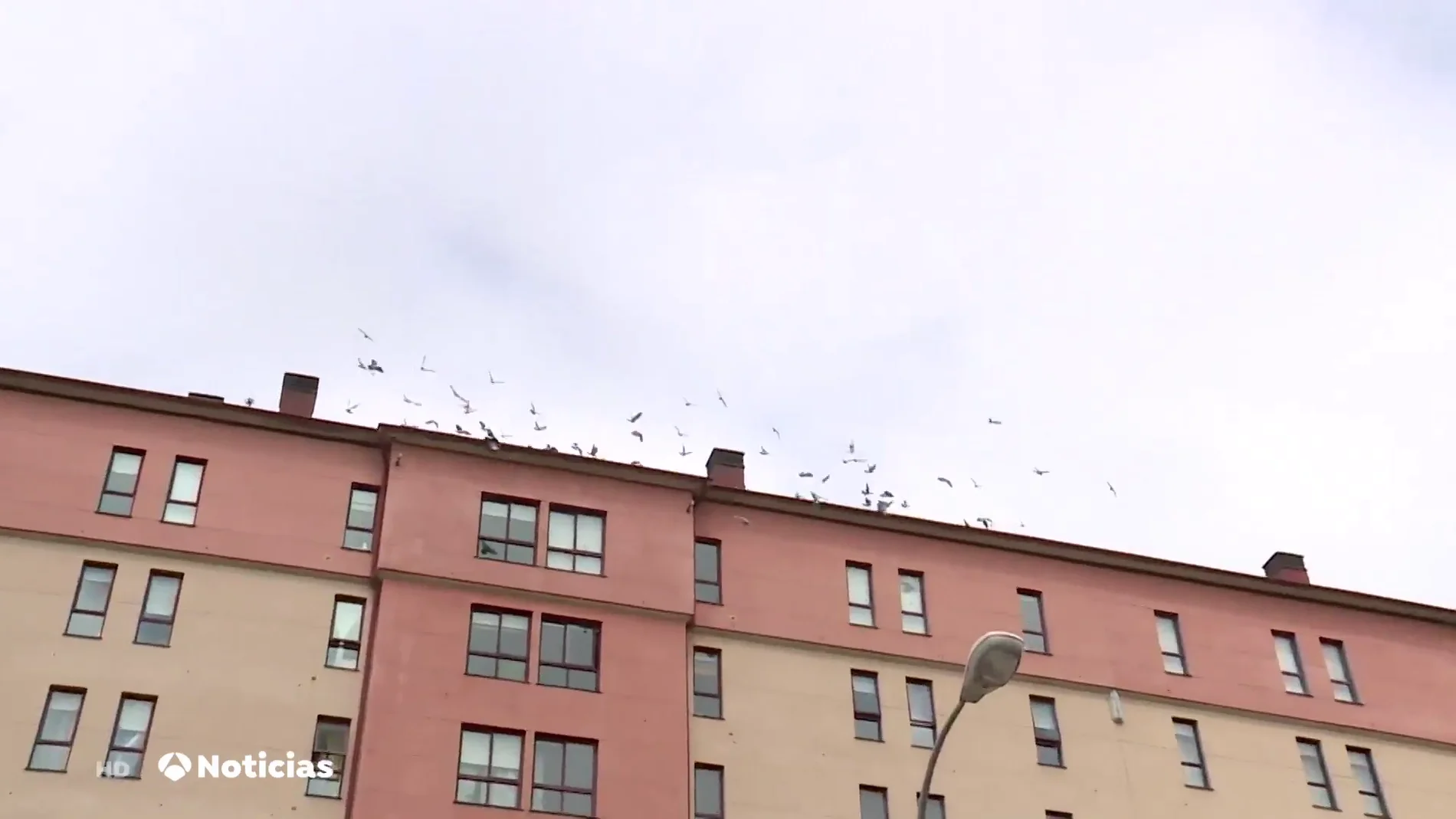 Vecinos de un edificio de Lugo conviven con cientos de palomas en la fachada: "No podemos ni abrir las ventanas"