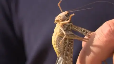 Una plaga de langostas amenaza Extremadura Una plaga de langostas amenaza Extremadura