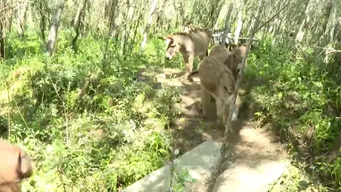 Así son los burros 'bombero', vitales para prevenir incendios en el Parque de Doñana Así son los burros 'bombero', vitales para prevenir incendios en el Parque de Doñana
