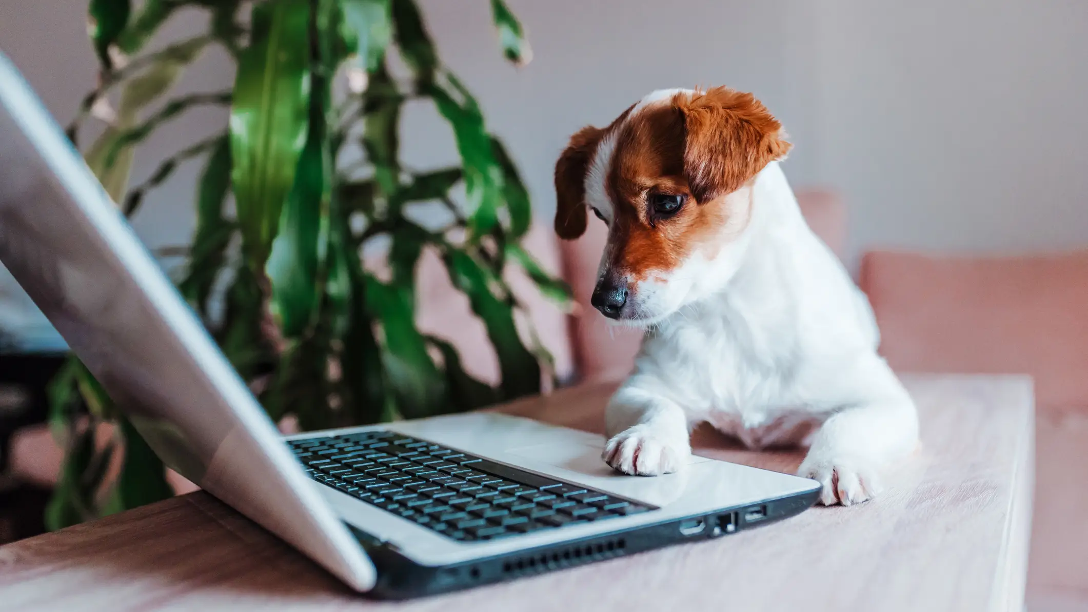 Mascotas en el trabajo