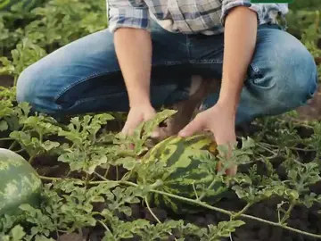 La sandía Bouquet es un producto 100% nacional y su mejor momento la temporada que le toca La sandía Bouquet es un producto 100% nacional y su mejor momento la temporada que le toca