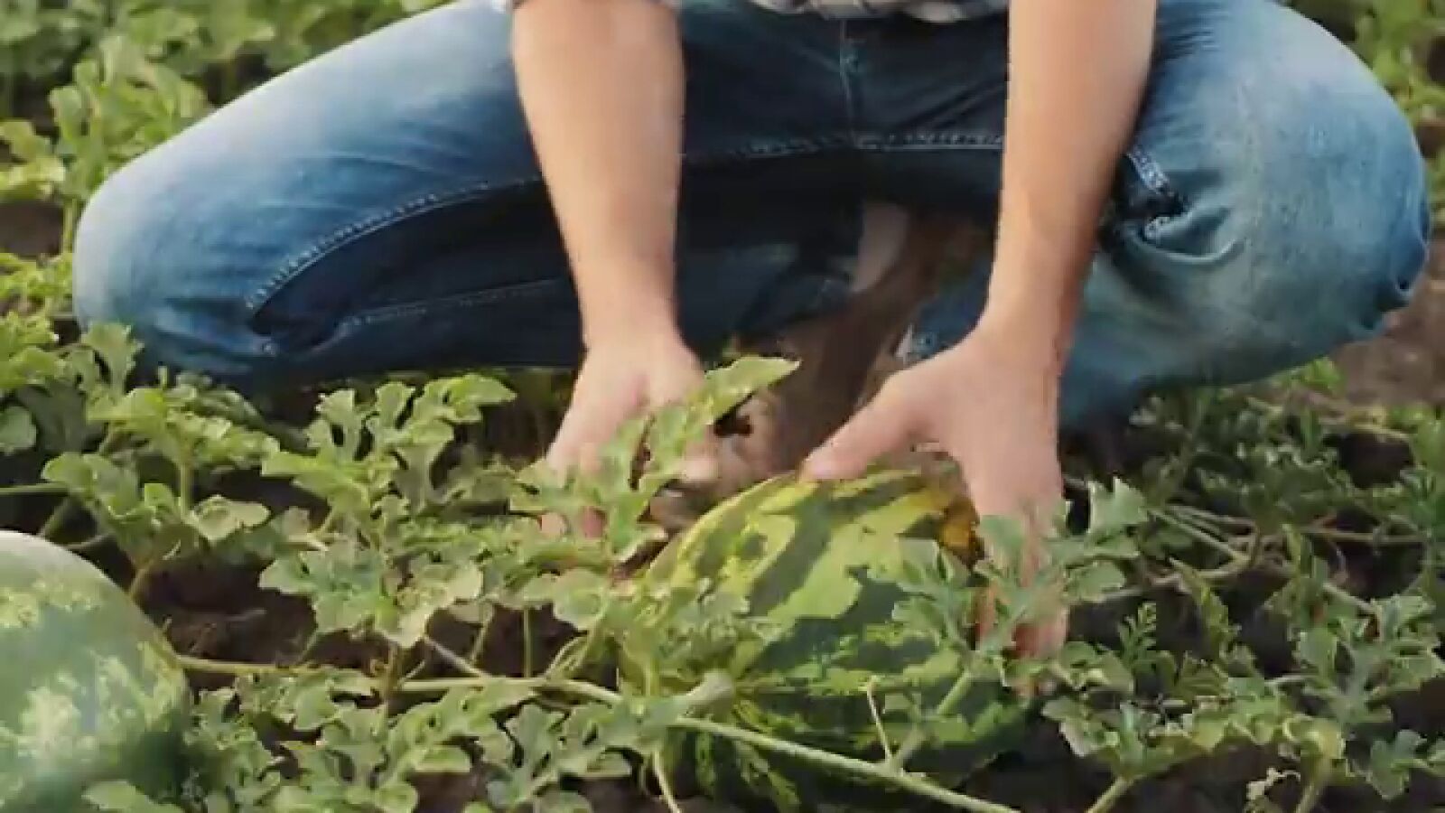 La sandía Bouquet es un producto 100% nacional y su mejor momento la temporada que le toca
