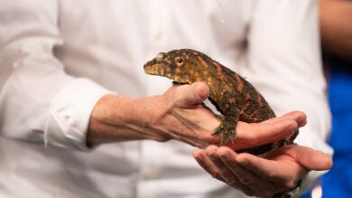 Marron sorprende y trae algunas especies de dinosaurios a 'El Hormiguero 3.0': 