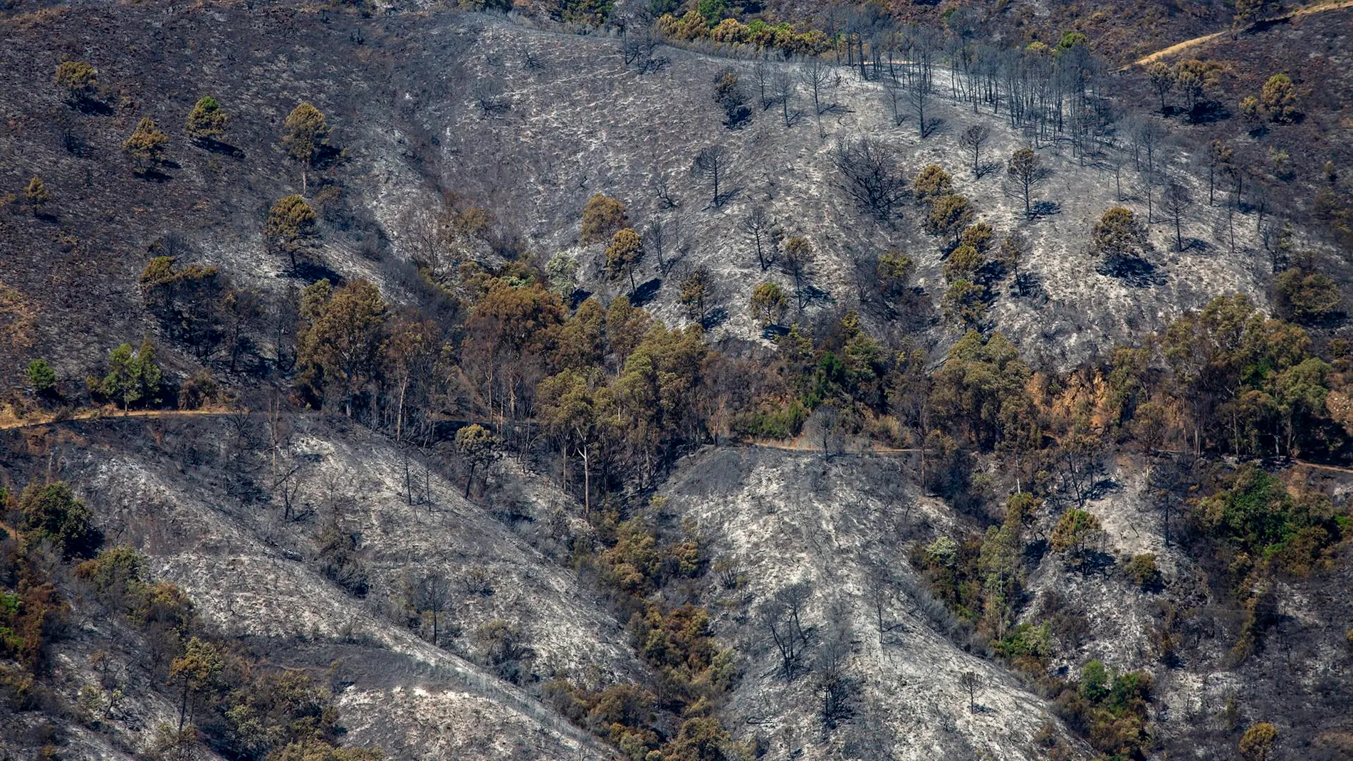 Vista de parte del monte calcinado en Pujerra, Málaga Vista de parte del monte calcinado en Pujerra, Málaga