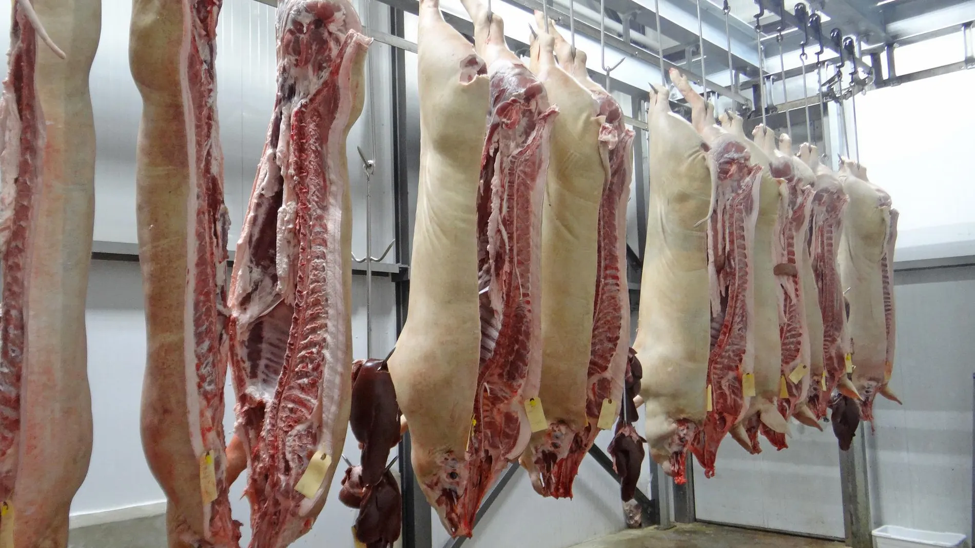 El Seprona clausura un matadero ilegal ubicado en El Molar que vendía carne sin control sanitario