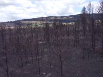 Incendio Zamora