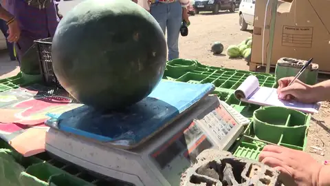 Agricultores pesando una sandía Agricultores pesando una sandía